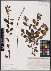 Foto von Salix aurita L.